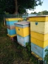 Изгодно! 6 Пчелни семейства с ДБ кошери и 15 Празни кошера с магазини (Шумен/Варна) , снимка 3