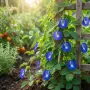 🌿 Трилистна клитория (Clitoria ternatea) – екзотична цъфтяща лиана, снимка 1
