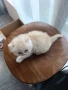 Персийски котета, снимка 10