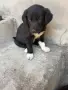 Подарявам кученца , снимка 1