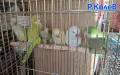 Ръчно хранени папагали монах , снимка 1
