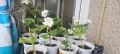 Разкошно бяло мушкато Намалено!, снимка 6