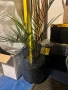 Палми - финикова и трахикарпус, снимка 3