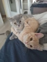 Британско мъжко коте търси своя любящ дом❤️  , снимка 4