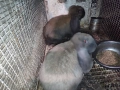 кочовати зайци за разплод мъжки на 3 месеца+цена 60евро, снимка 3