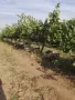 Продавам грозде, снимка 5
