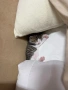 Котенца си търсят дом!, снимка 6