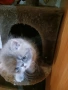Продавам персийски женски котета, снимка 4