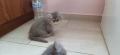 Персийски котенца, снимка 11
