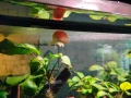 Albino Alligator Gar fish., снимка 3