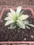Рядка Вариегатна Хавортия (Haworthia retusa f. variegata) – Колекционерска, снимка 1