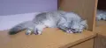 Персийски котета, снимка 12