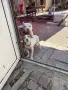 Кученце пидбол последна, снимка 1