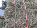 Продавам Балли Чиста Люцерна , снимка 4