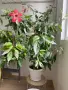 Китайска роза ( Hibiscus rosa-sinensis var. coop), снимка 1