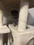 Шотландски клепоухи и британски остроухи котета, снимка 15