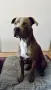 🐶 Продавам красиви Американски Питбул кученца - 8 броя, 2 месеца, снимка 17