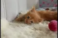 Kотенца смесена порода Мейн Кун – Отворени за резервация! , снимка 11