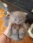 Британски късокосмести котенца , снимка 11
