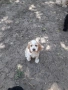 Cocker Spaniel, снимка 3