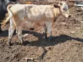 Продавам крави, юници и телета, снимка 12