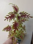 Колеус Скелетон, coleus skeletal/skeleton, снимка 2
