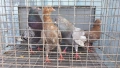 Продавам гълъби Типлери и Пазарджишки, снимка 4