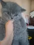 Шотландски котенца , снимка 8