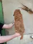 Кавапу момче и момиче, снимка 3
