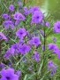 Руелия, Мексиканска петуния, Ruellia Purple Mexican Petunia!!!, снимка 2