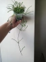 Хоя, hoya Retusa, снимка 2