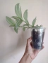 Традесканция, tradescantia albiflora albovittata, снимка 2