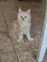 котенца Мейн Куун, снимка 7