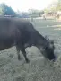 Заплодена крава, снимка 2