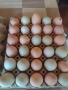 пилета, яйца за люпене и консумация , снимка 3