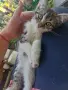 Женски котета търсят дом, снимка 8