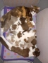 Британски котки , снимка 2
