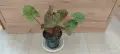 Филодендрон (Philodendron) / Сингониум (Syngonium), снимка 4