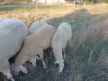 Продавам женски агнета, снимка 2