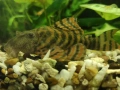 L 397 Pleco Alenquer Tiger ( Panaqolus sp.) , снимка 4
