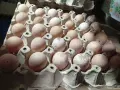 Яйца от свободно отглеждани токачки. , снимка 4