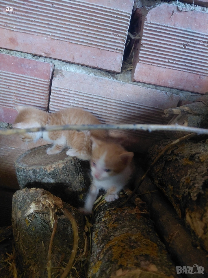 Подарявам котенца на 1 месец , снимка 1