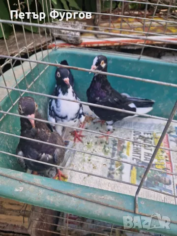 Продавам  3бр.    млади женски
