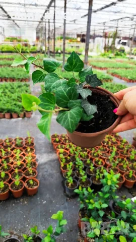 Обикновен бръшлян (hedera helix), студоустойчив, снимка 7 - Градински цветя и растения - 48092539