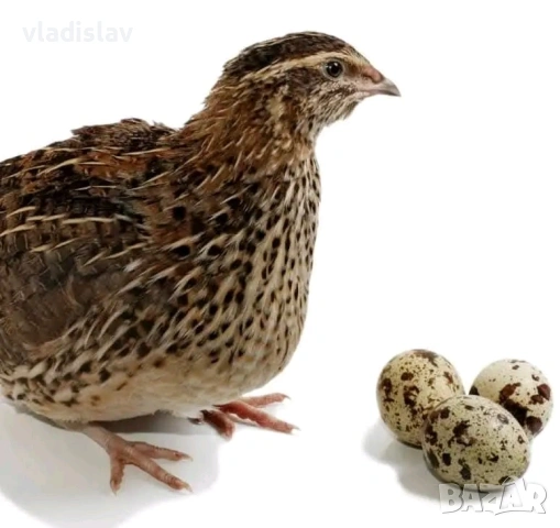 Пъдпъдъци и пилета Бял лехорн и селска, снимка 6 - Кокошки и пуйки - 54198500