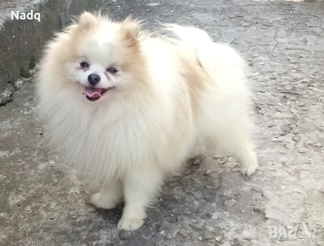 Померан , снимка 4 - Померан - 53993626