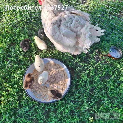 Квачка с пиленца, снимка 2 - Кокошки и пуйки - 54728886