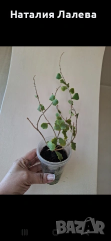 Хоя, hoya kanyakumariana, снимка 5 - Стайни растения - 54560239