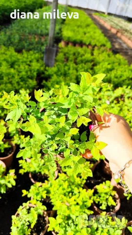 Японска спирея Голден принцес, Spiraea japonica Golden princess, снимка 13 - Градински цветя и растения - 55417808