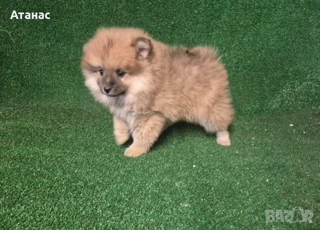 Померан, снимка 2 - Померан - 54134512